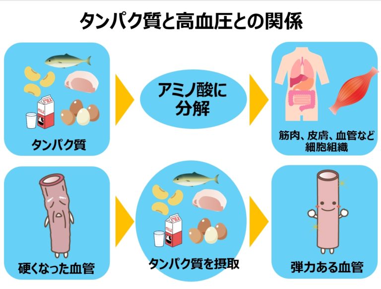 良質タンパク質を取り入れて弾力ある血管作り。防げ動脈硬化！ | 減塩レシピ食生活